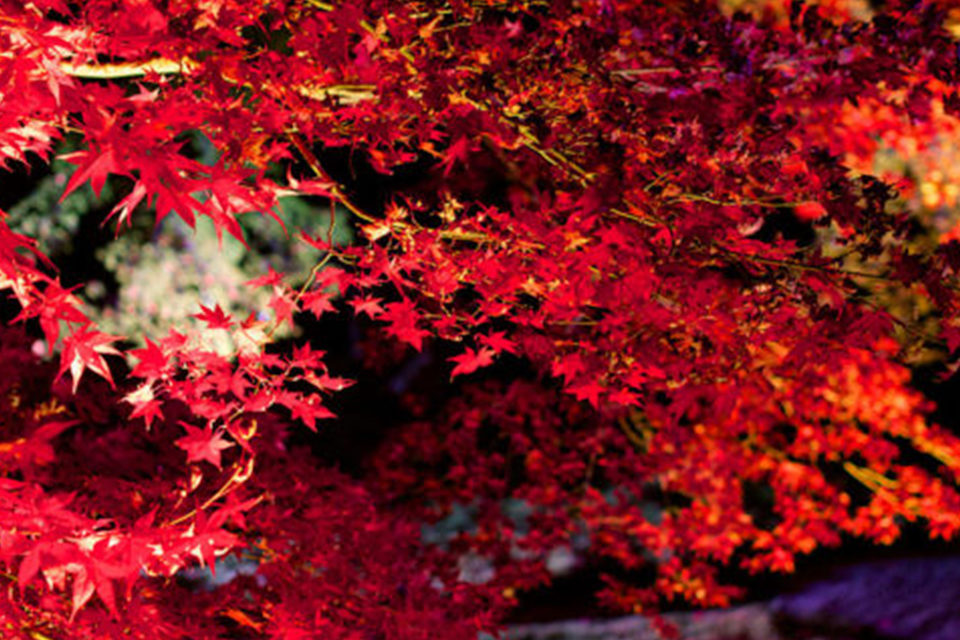 京都の紅葉イメージ